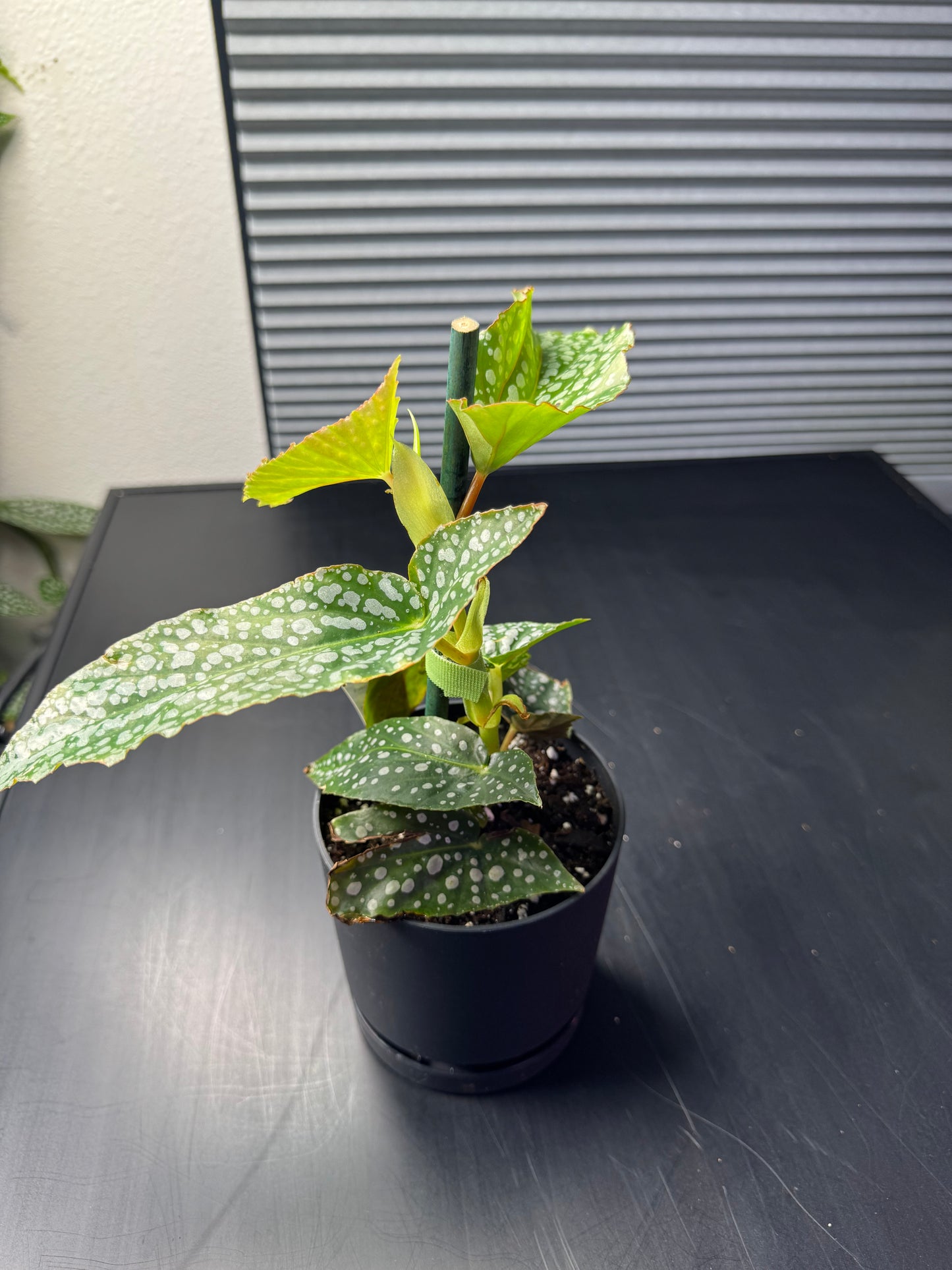 Begonia maculata "Silver Spot" – 4" Decorative Planter