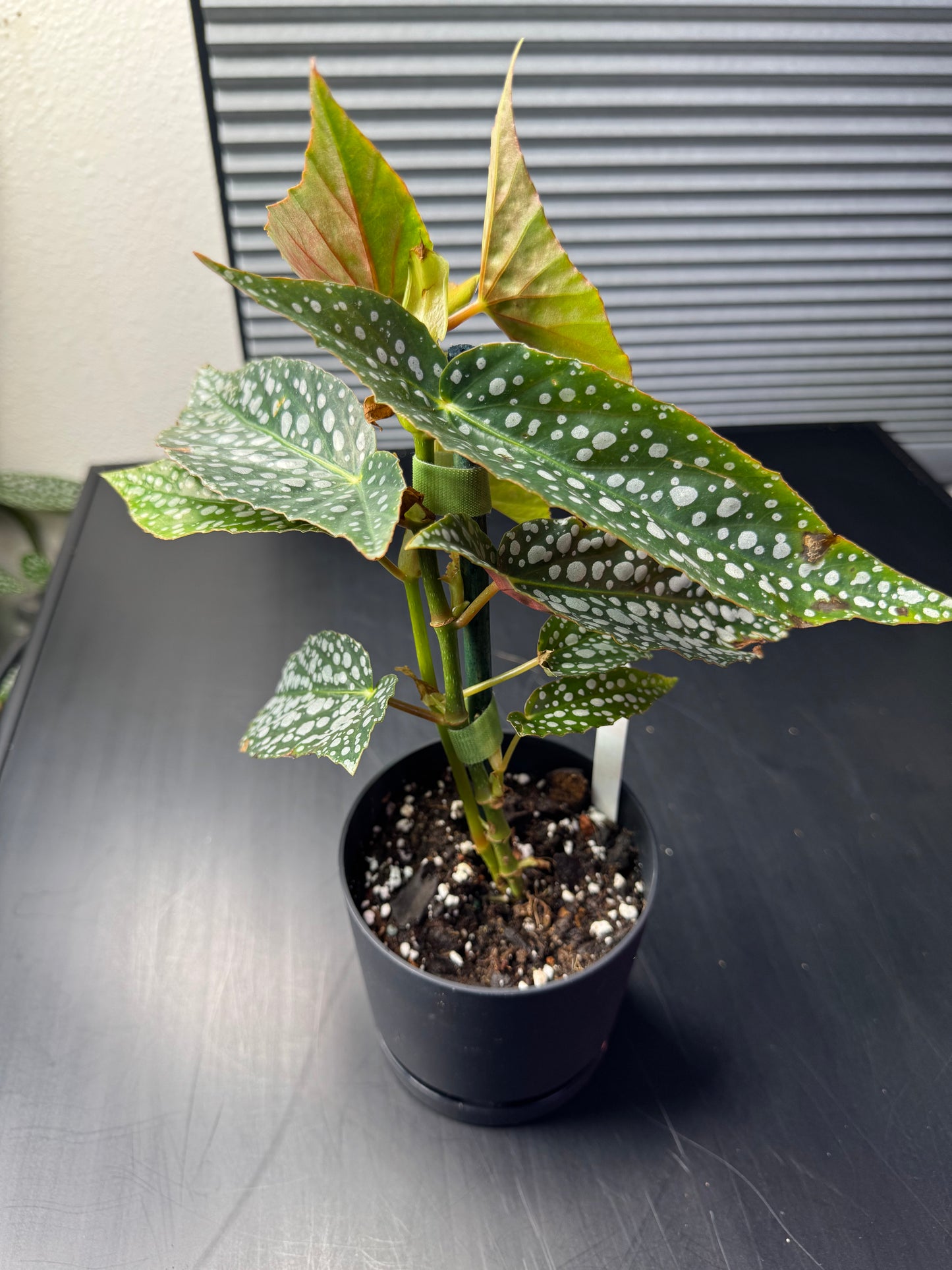 Begonia maculata "Silver Spot" – 4" Decorative Planter