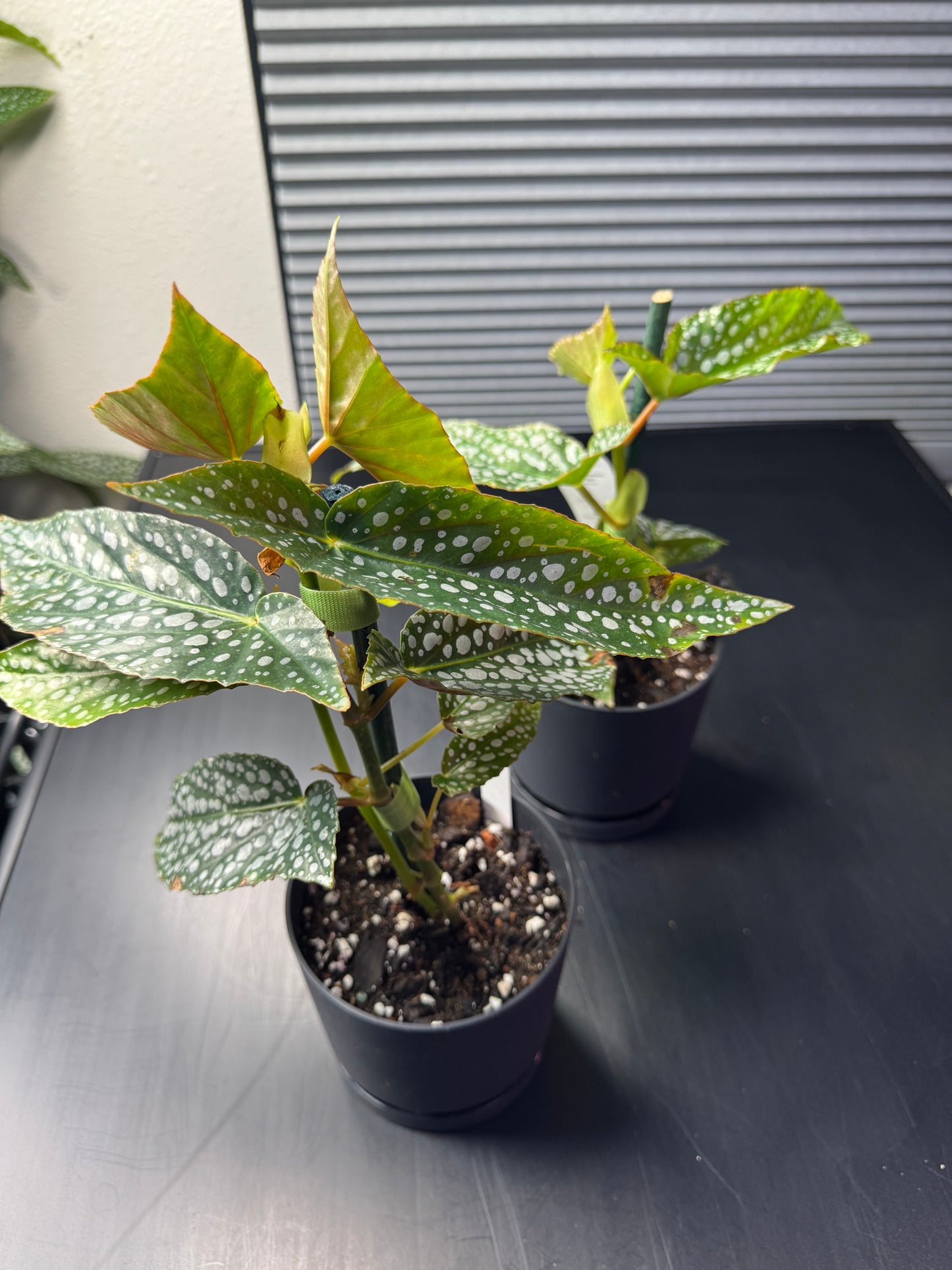 Begonia maculata "Silver Spot" – 4" Decorative Planter