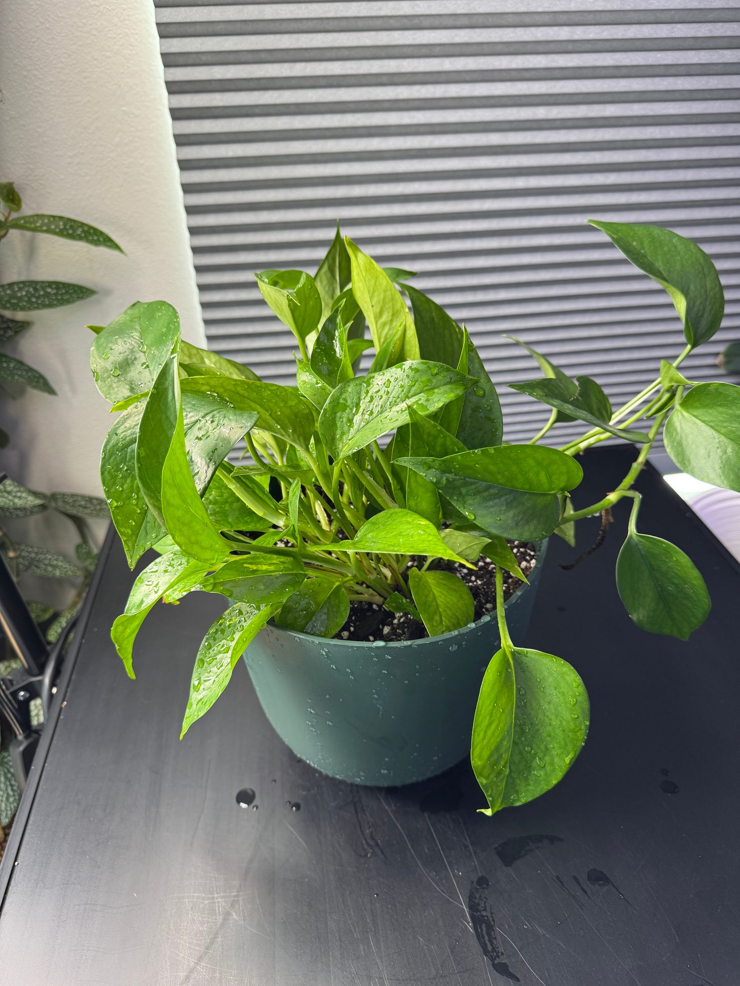 Epipremnum Aureum ‘Golden Pothos’ - 8” Decorative Planter