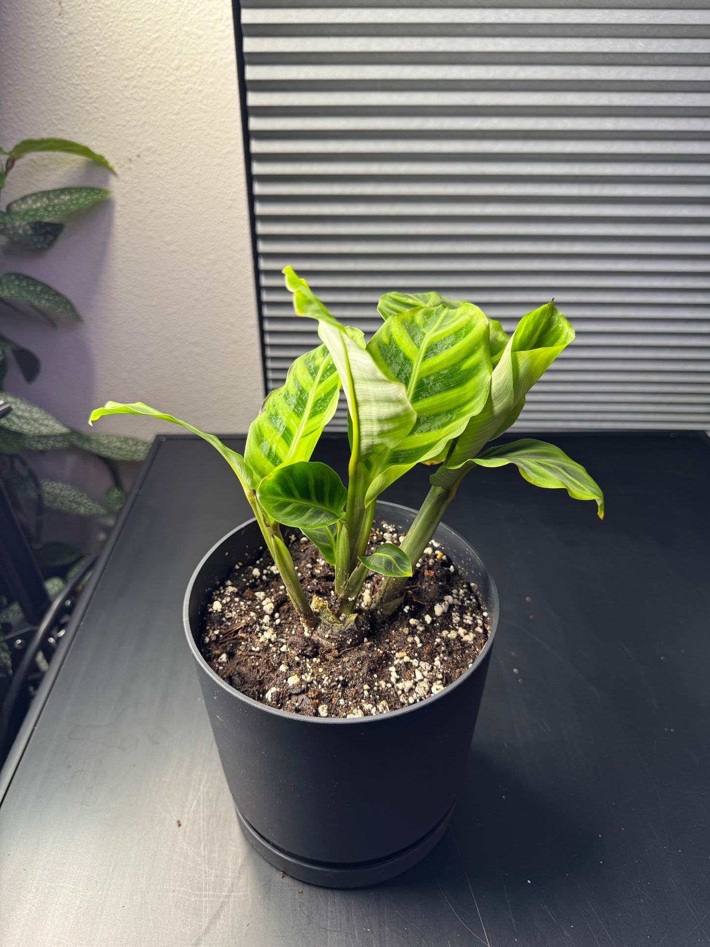 Calathea zebrina – 6" Decorative Planter
