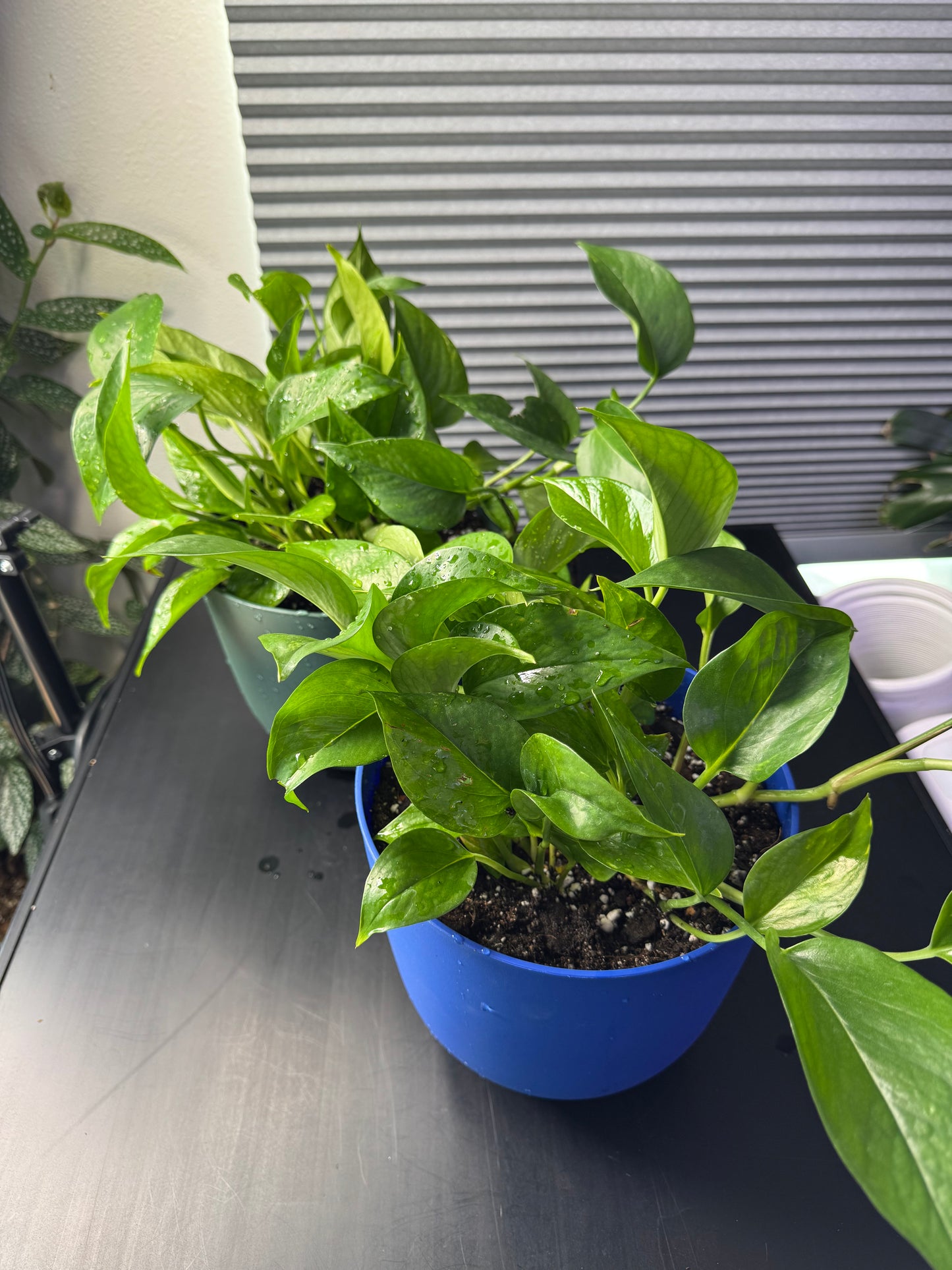 Epipremnum Aureum ‘Golden Pothos’ - 8” Decorative Planter