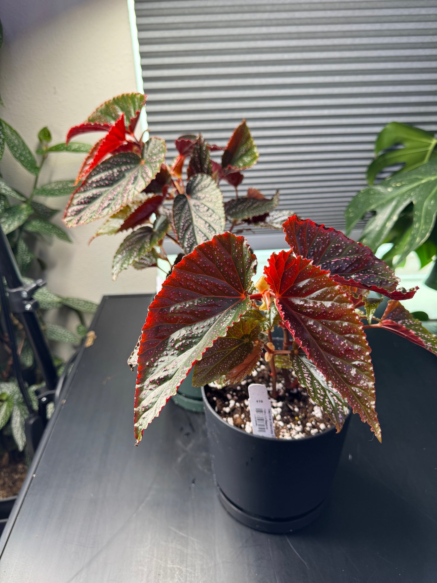 Begonia maculata ‘Pink Spot’ - 6” Decorative Planter
