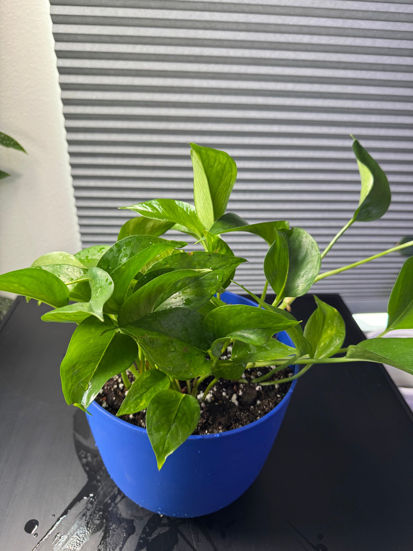 Epipremnum Aureum ‘Golden Pothos’ - 8” Decorative Planter