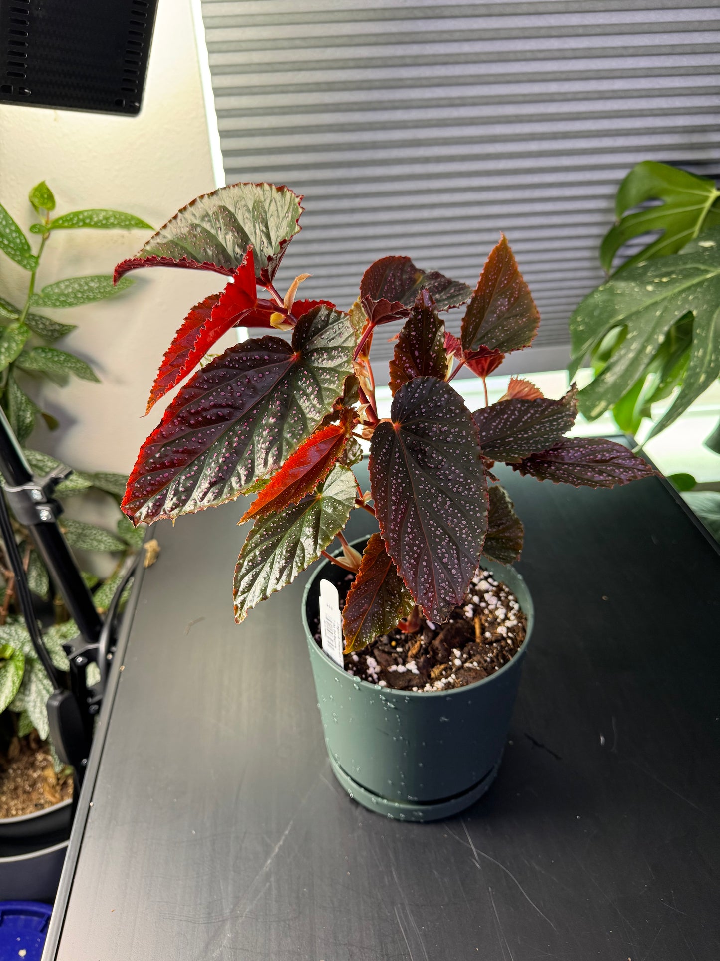 Begonia maculata ‘Pink Spot’ - 6” Decorative Planter