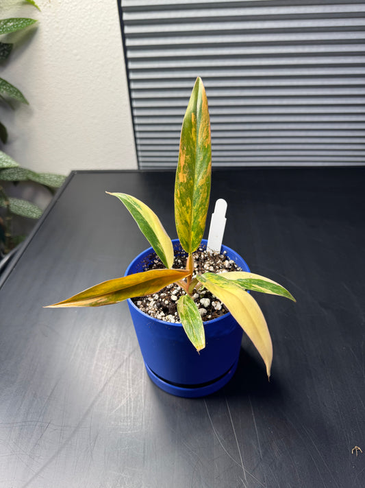 Philodendron "Caramel Marble" – 4" Decorative Planter