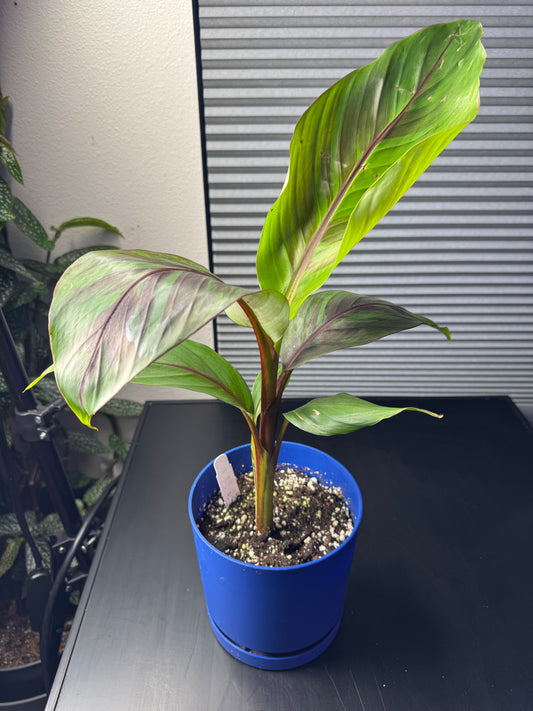 Musa Sikkimensis "Red Banana" – 6" Decorative Planter