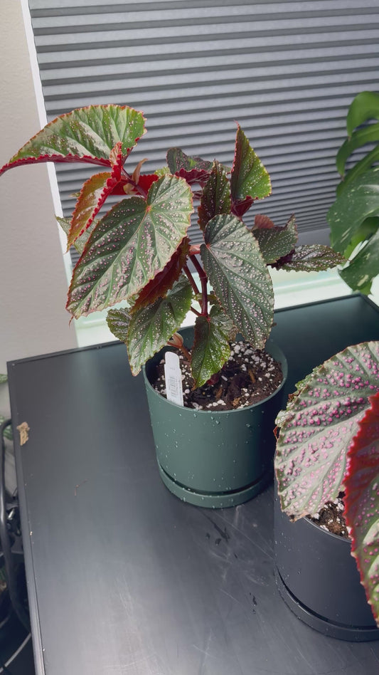 Begonia maculata ‘Pink Spot’ - 6” Decorative Planter